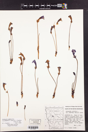 Aphyllon purpureum image