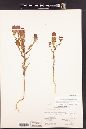Orthocarpus imbricatus image