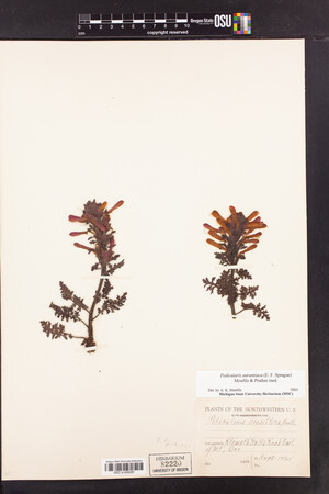 Pedicularis densiflora subsp. aurantiaca image