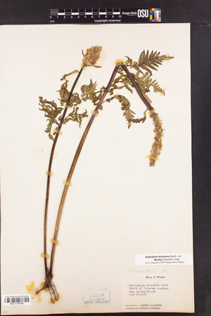 Pedicularis bracteosa var. flavida image