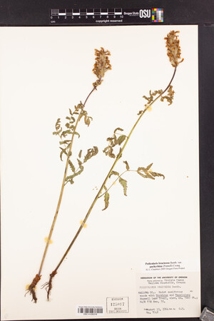 Pedicularis bracteosa var. pachyrhiza image
