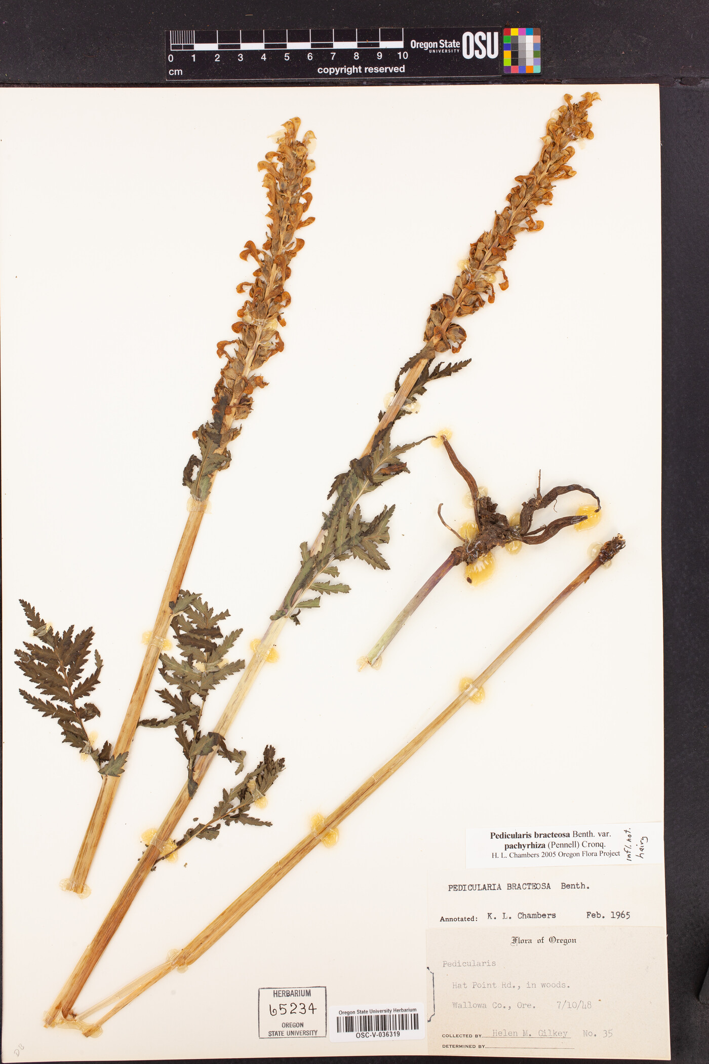 Pedicularis bracteosa var. pachyrhiza image