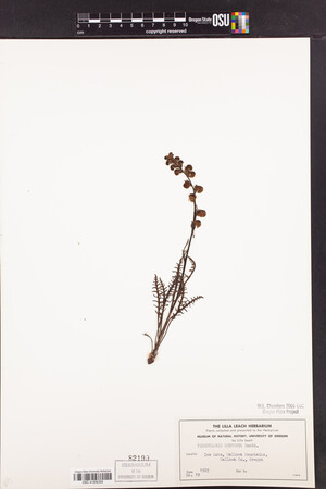 Pedicularis contorta image