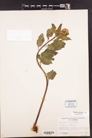 Pedicularis howellii image