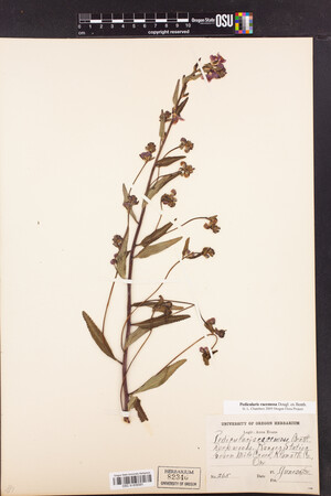 Pedicularis racemosa image