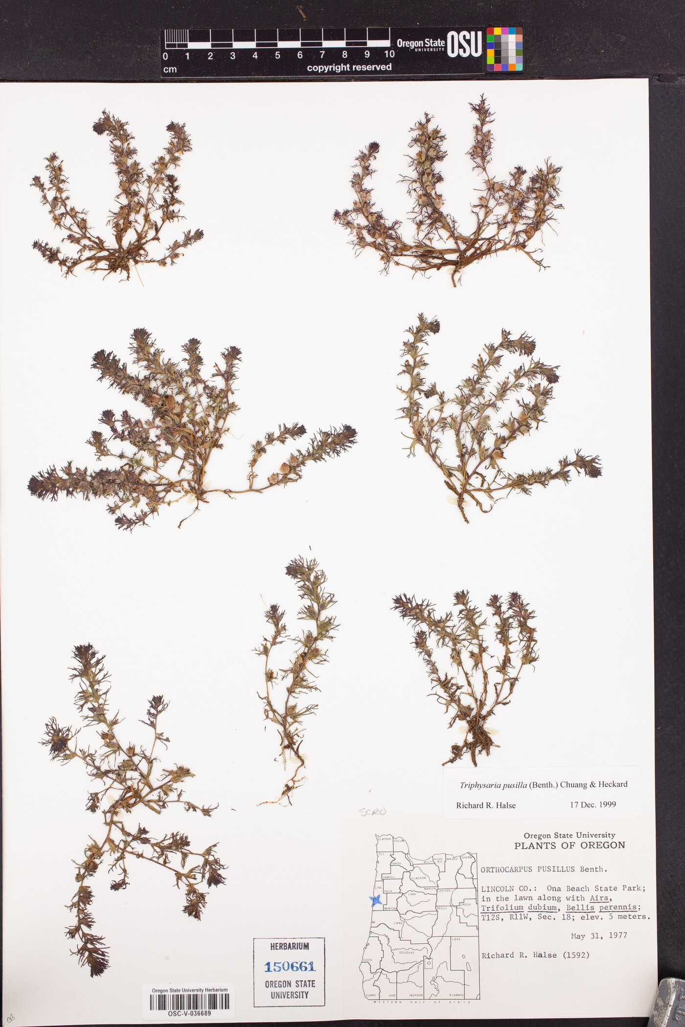 Triphysaria pusilla image