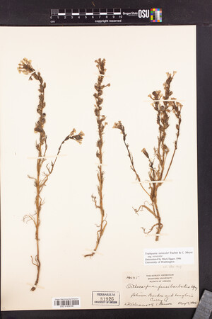 Triphysaria versicolor subsp. versicolor image