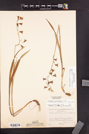 Stenanthium occidentale image
