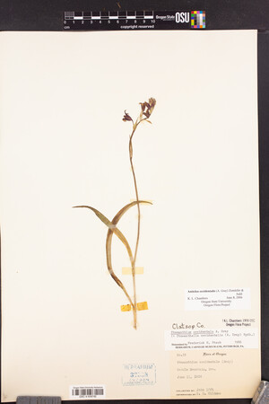 Stenanthium occidentale image
