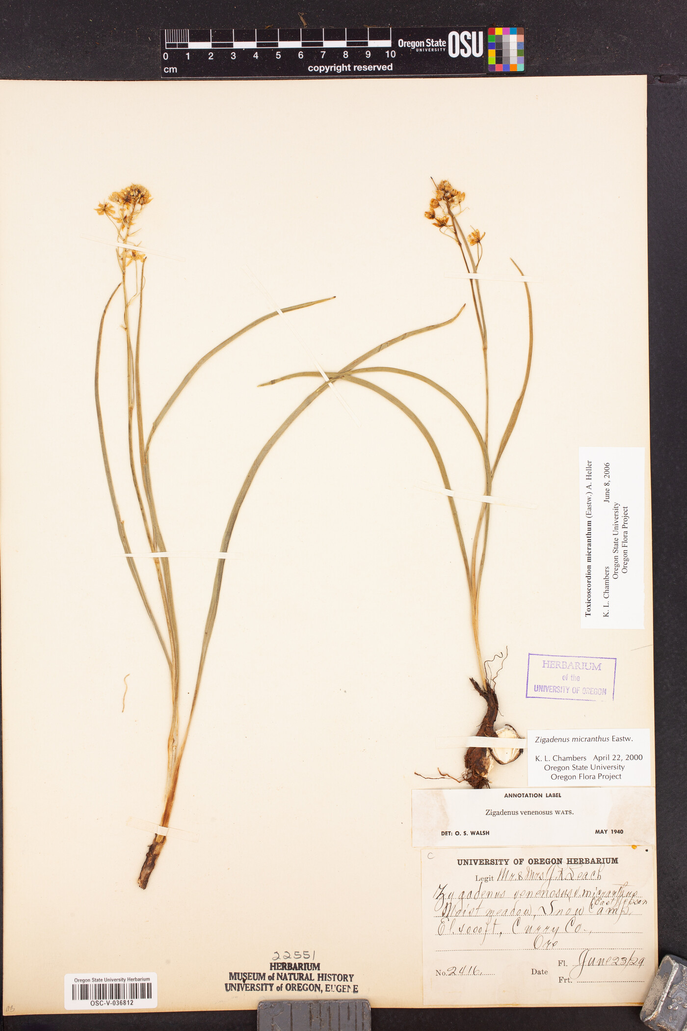 Toxicoscordion micranthum image