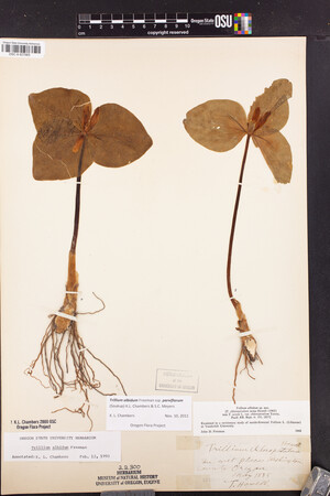 Trillium albidum subsp. parviflorum image