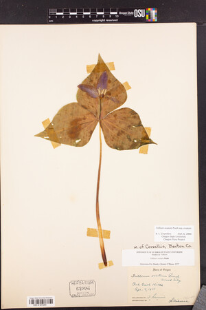 Trillium ovatum subsp. ovatum image