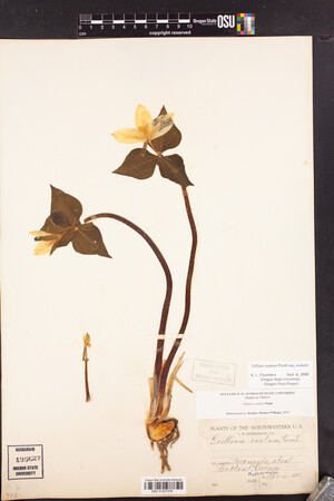 Trillium ovatum subsp. ovatum image