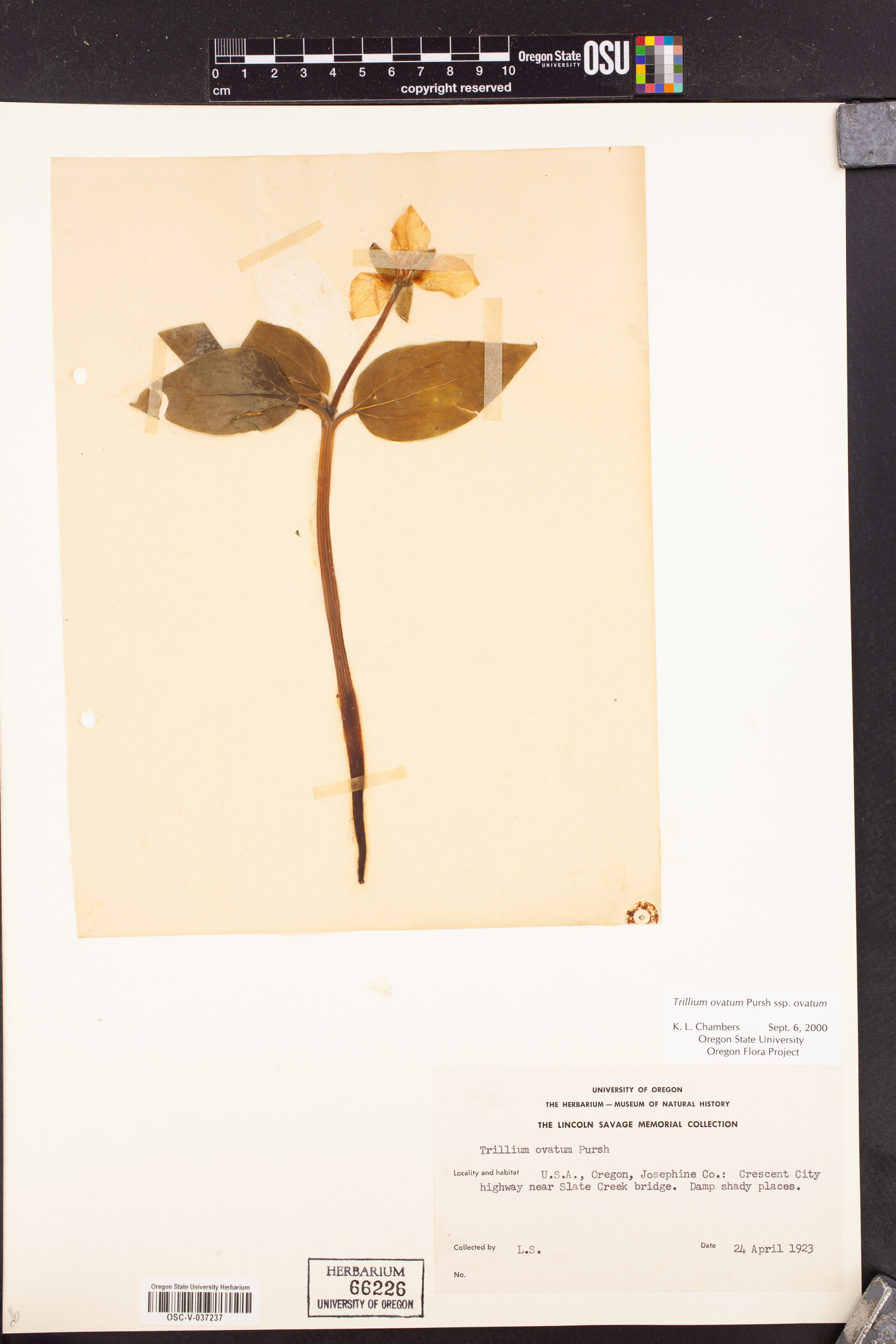 Trillium ovatum subsp. ovatum image