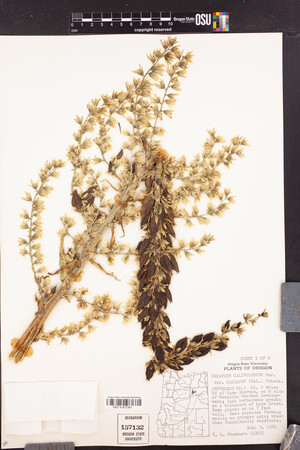 Veratrum californicum var. caudatum image