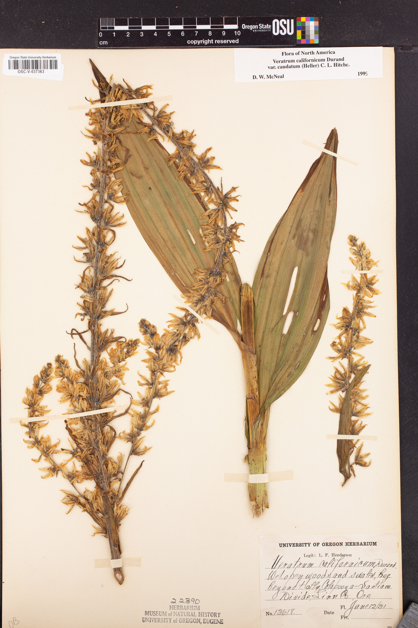 Veratrum californicum var. caudatum image