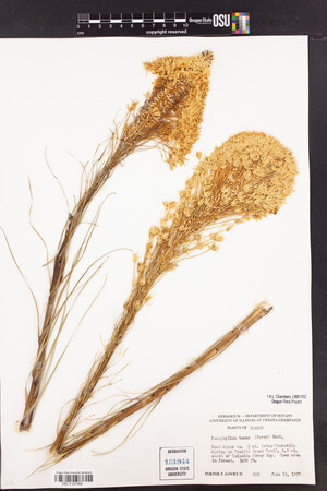 Xerophyllum tenax image