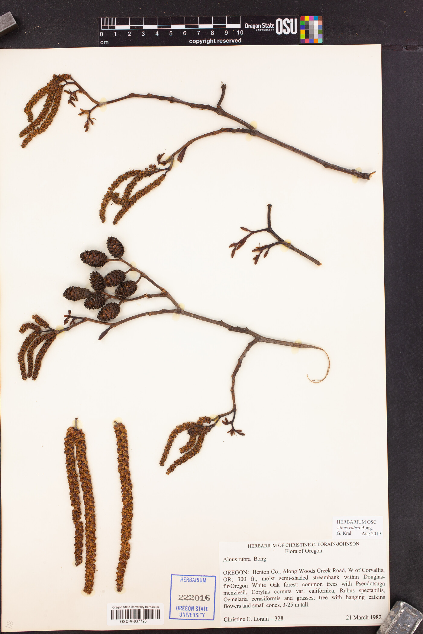 Betulaceae image