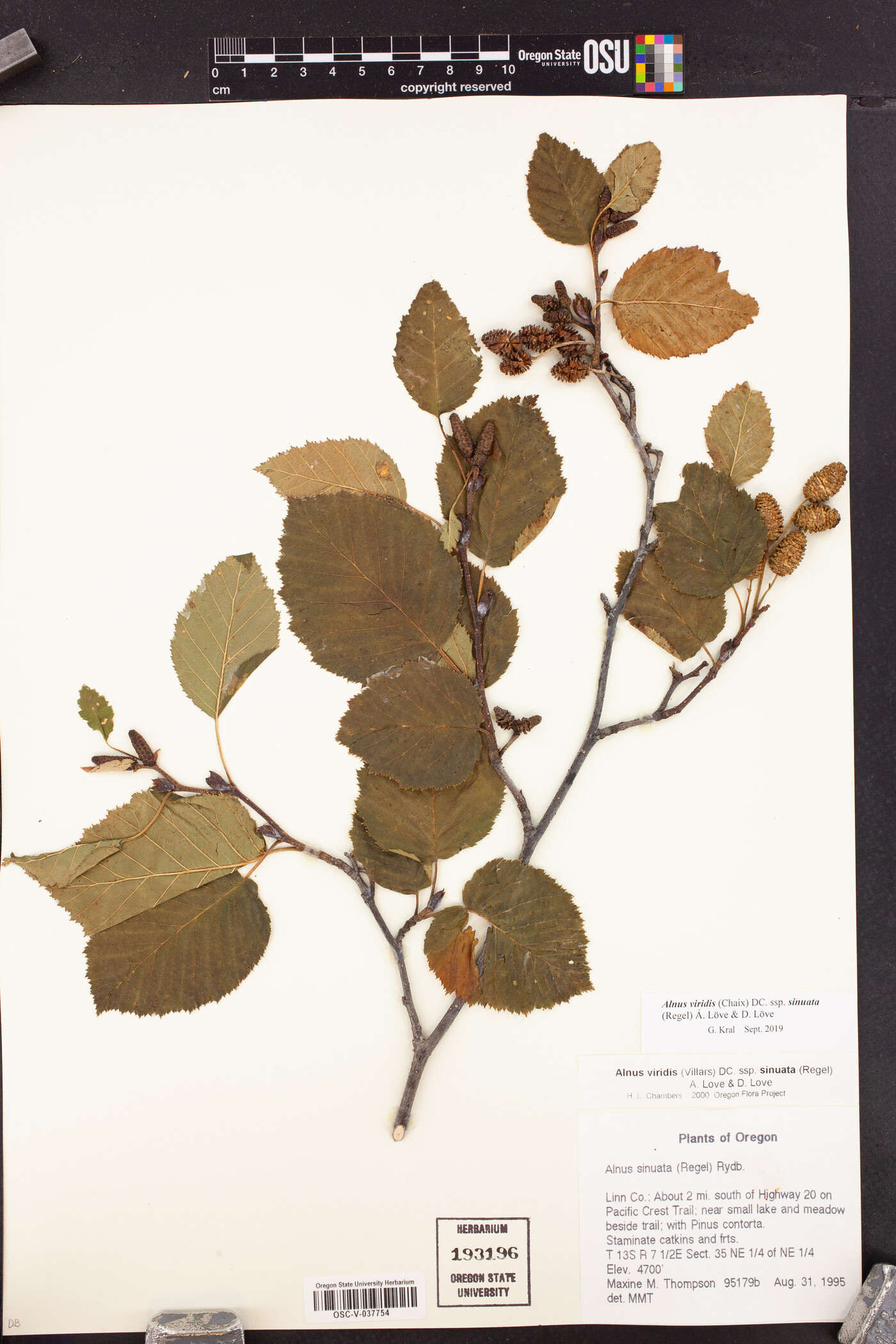 Alnus alnobetula image