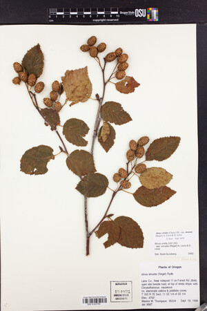 Alnus alnobetula subsp. sinuata image
