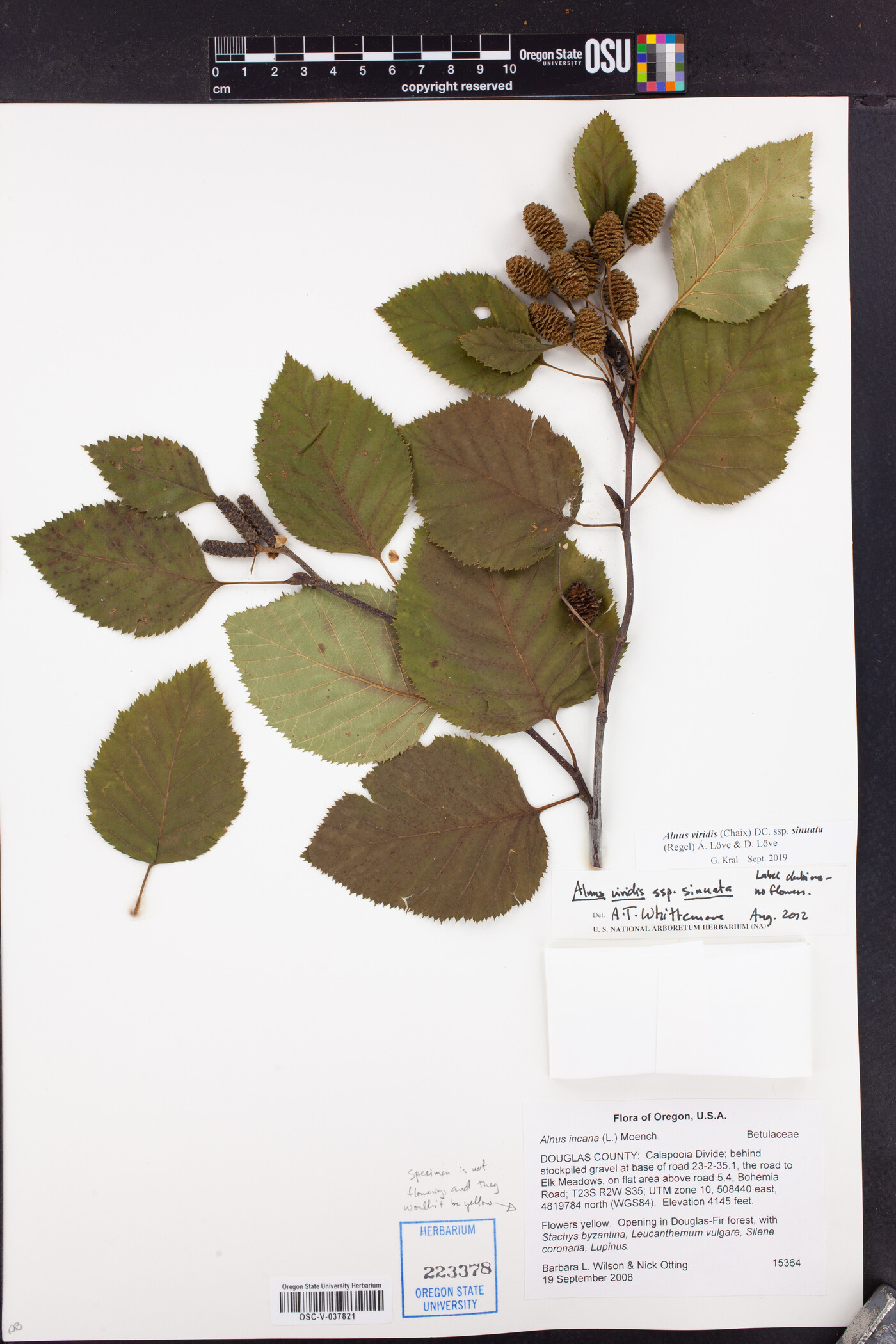 Alnus alnobetula subsp. sinuata image