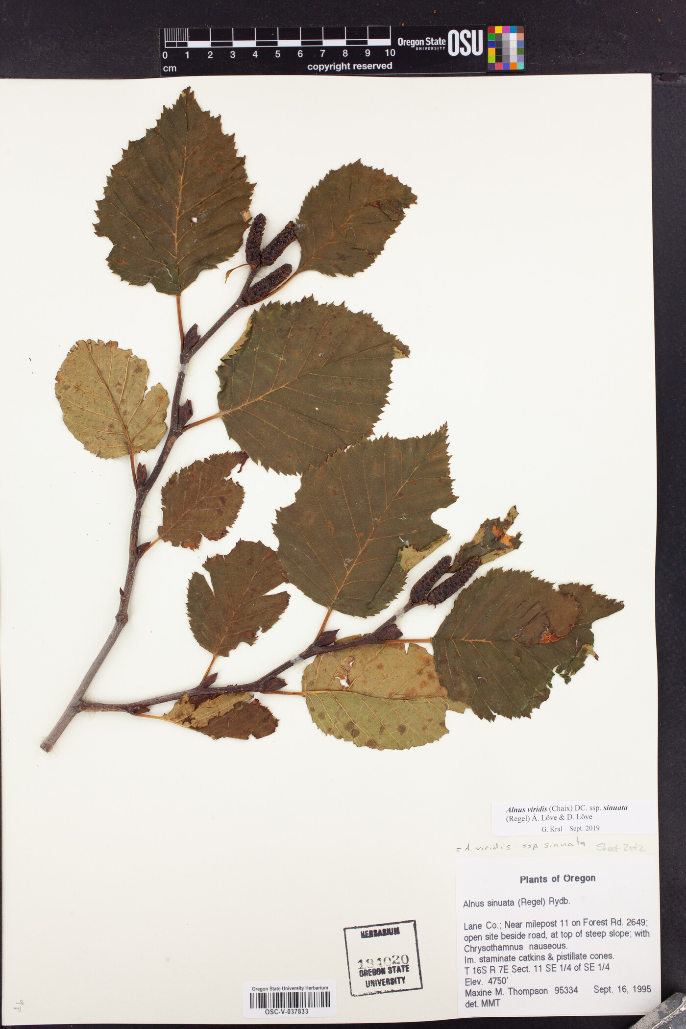 Alnus alnobetula subsp. sinuata image