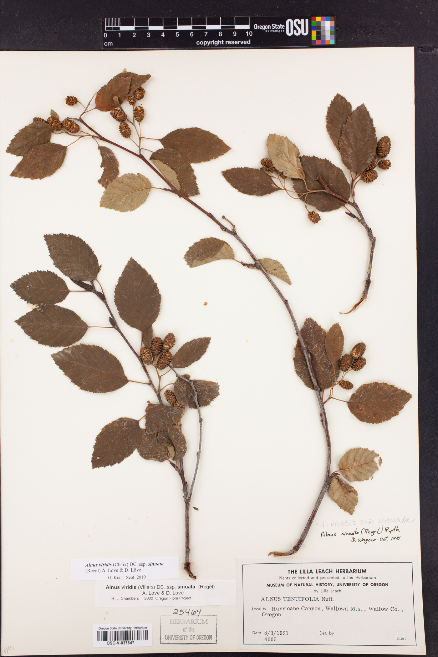 Alnus alnobetula subsp. sinuata image