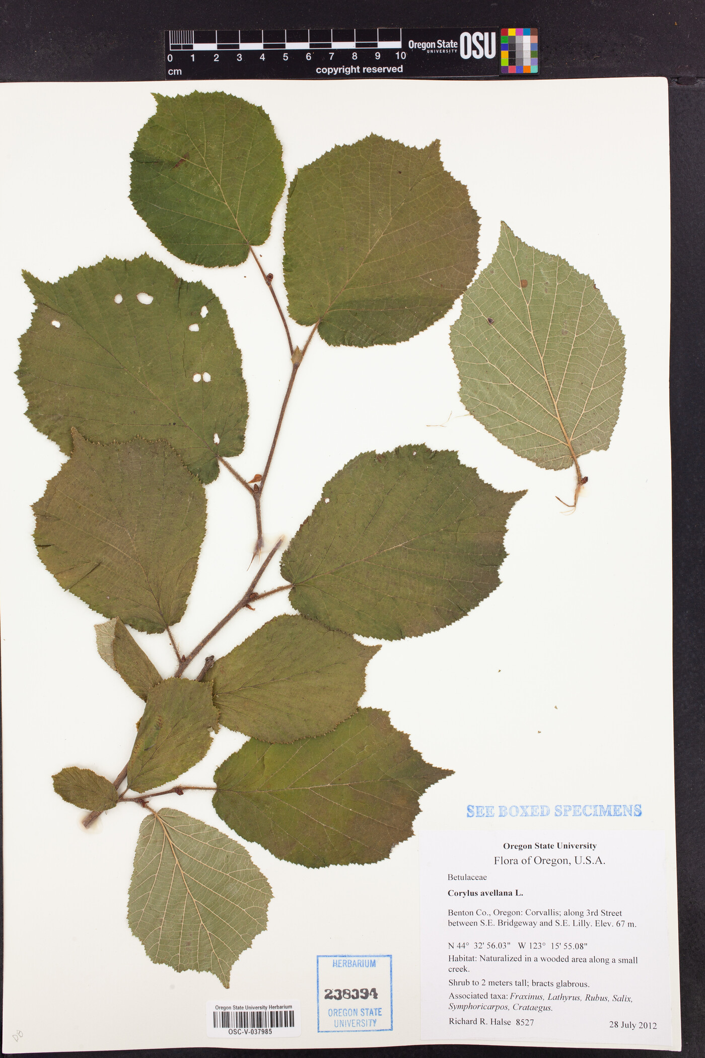 Corylus avellana image