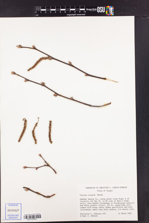 Corylus cornuta image