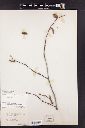 Corylus cornuta subsp. californica image