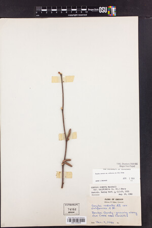 Corylus cornuta var. californica image