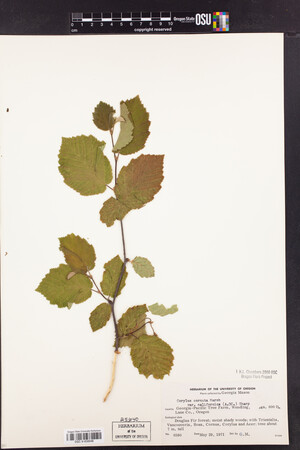 Corylus cornuta var. californica image