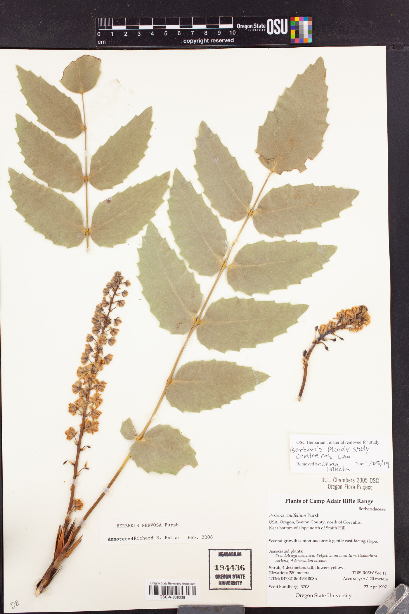 Mahonia nervosa image