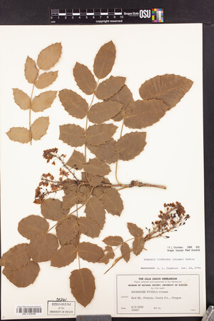 Berberis aquifolium var. aquifolium image