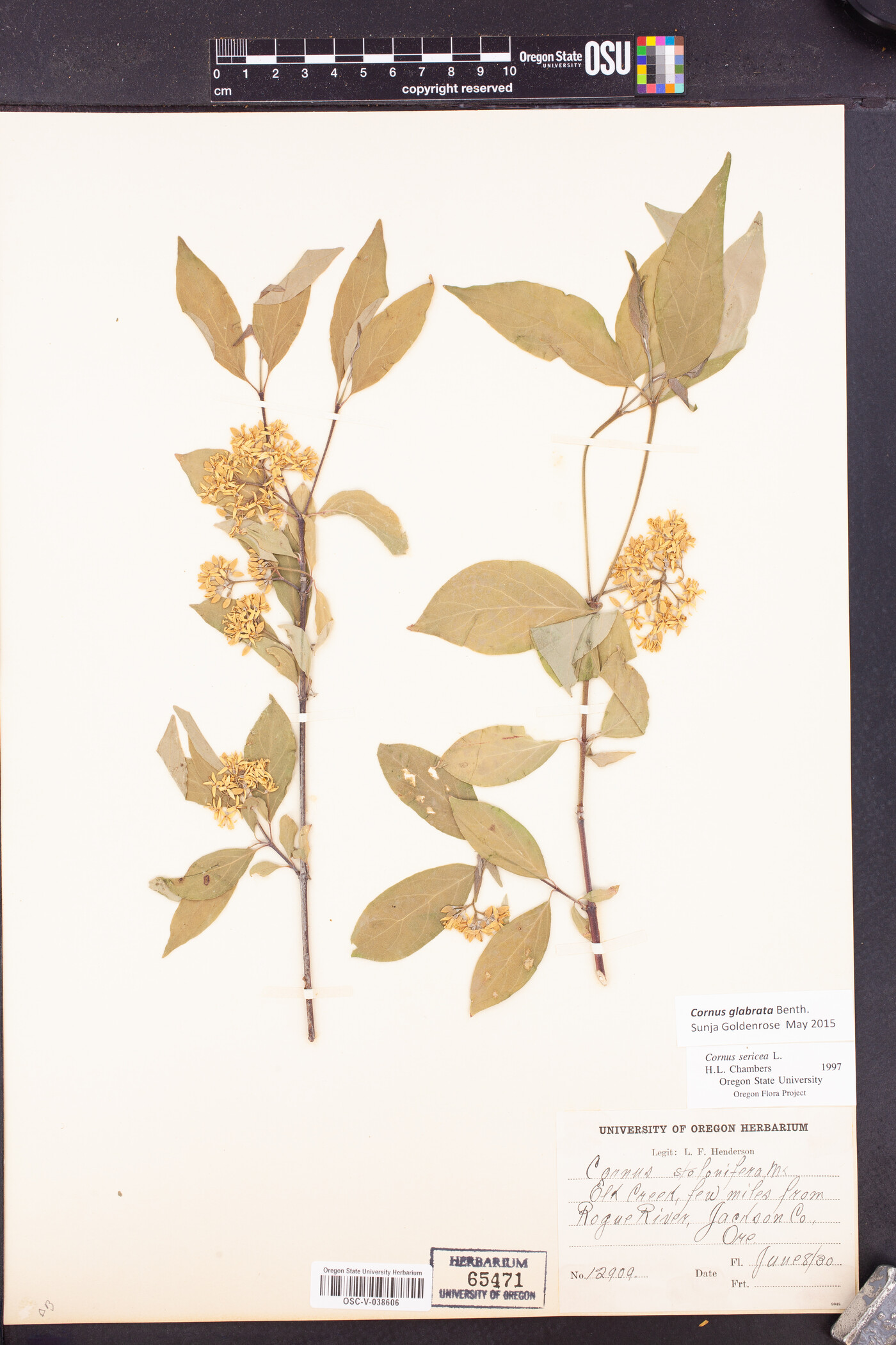 Cornus glabrata image