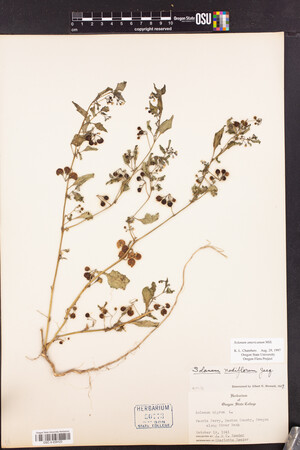 Solanum americanum image