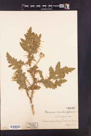 Image of Solanum sisymbriifolium