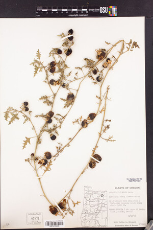 Solanum triflorum image