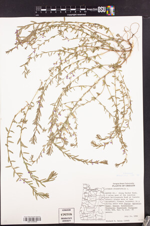 Lythrum hyssopifolia image