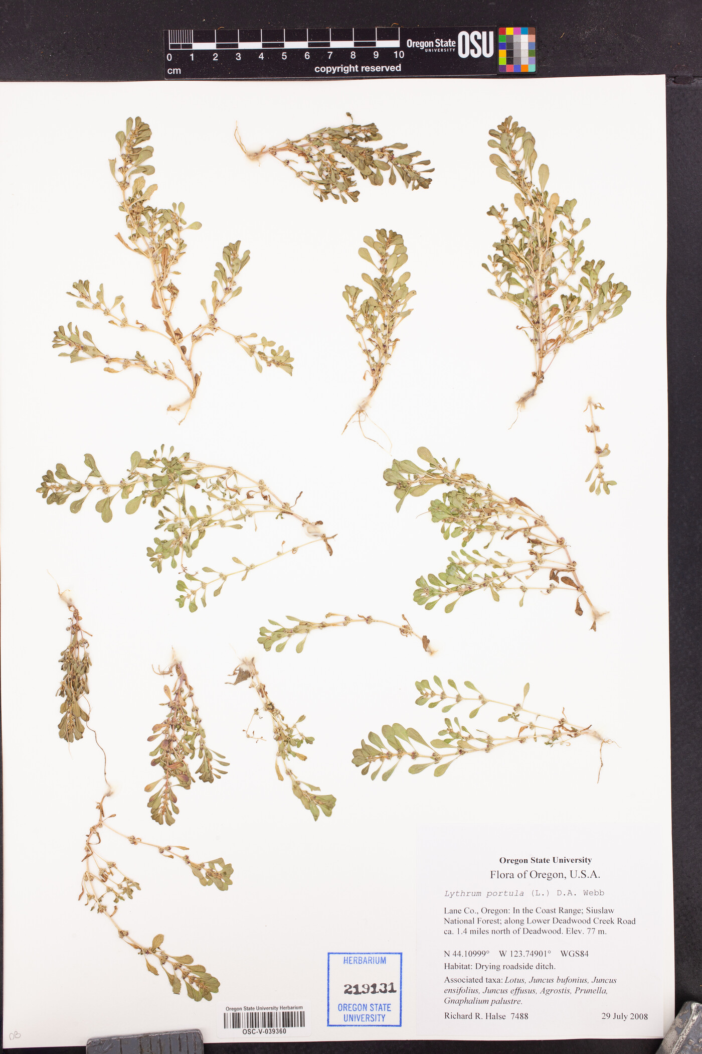 Lythrum portula image