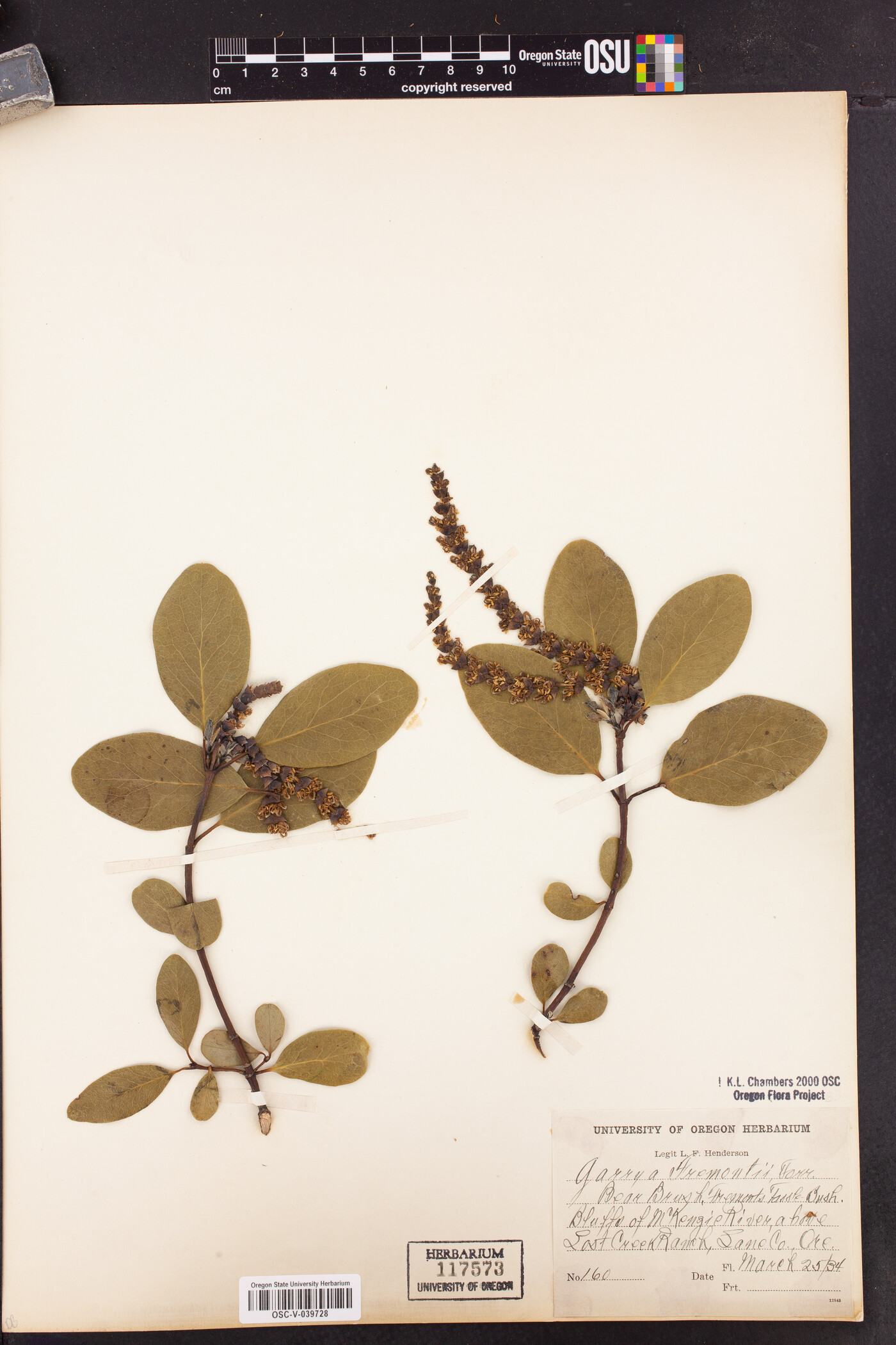 Garryaceae image
