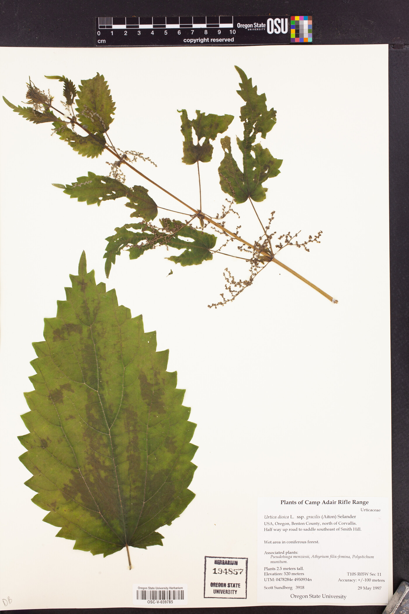 Urtica dioica subsp. gracilis image