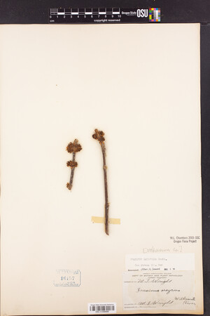 Fraxinus latifolia image