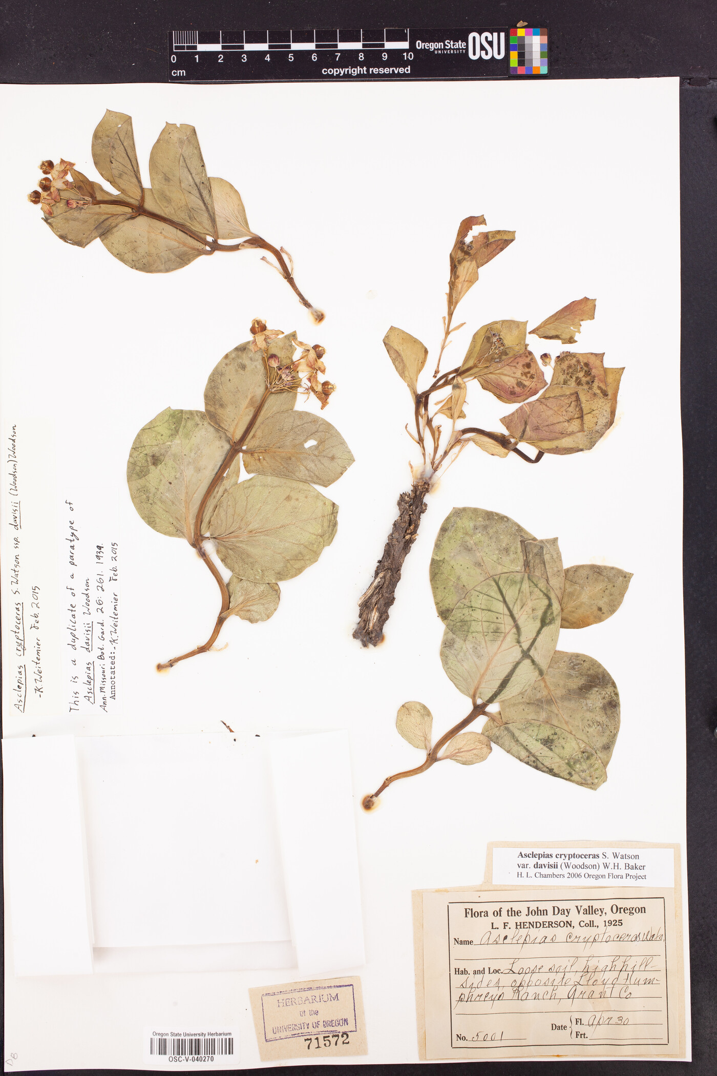 Asclepias cryptoceras subsp. davisii image