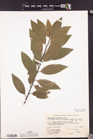 Umbellularia californica image