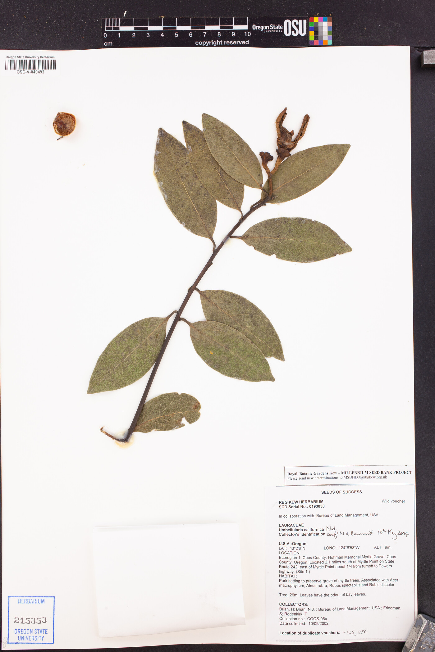 Lauraceae image