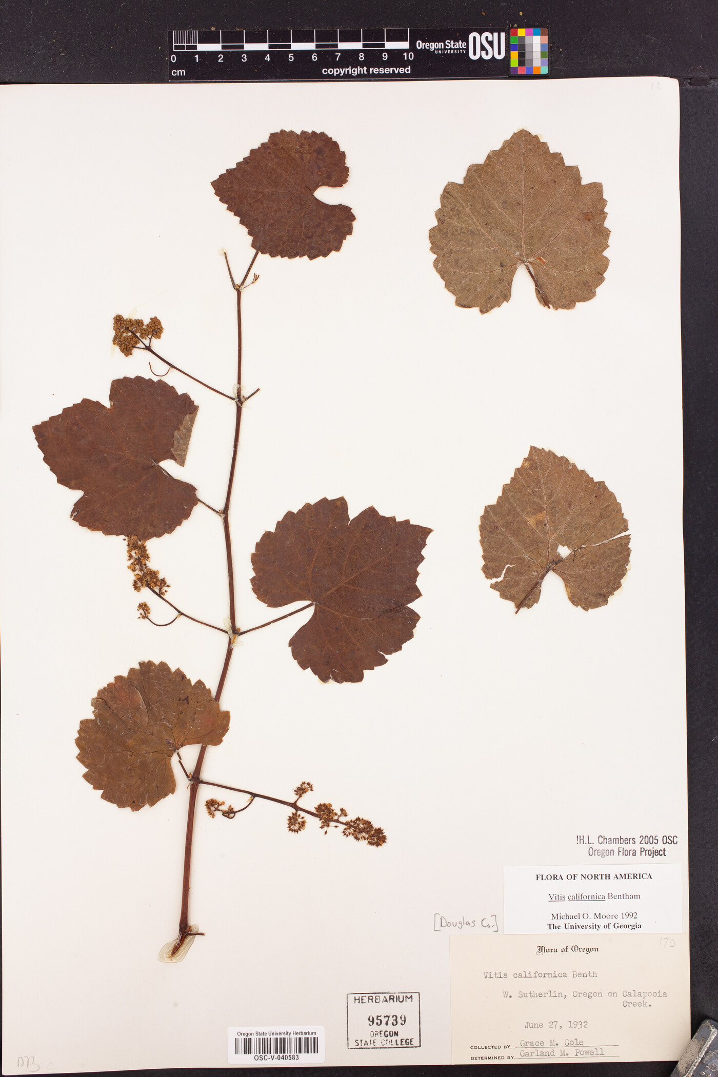 Vitis californica image