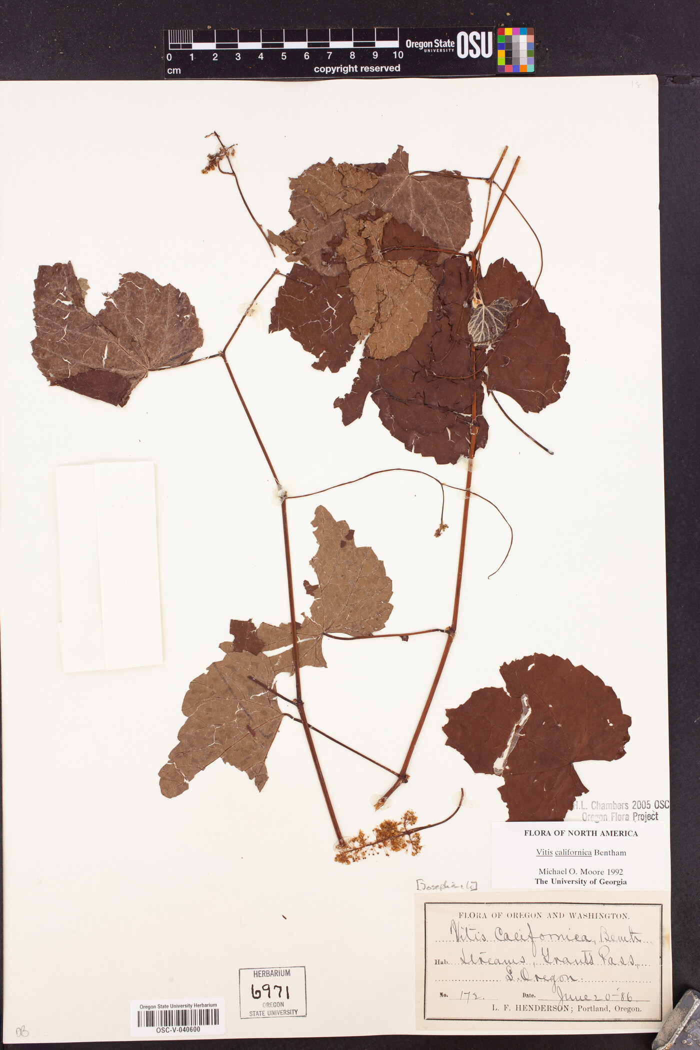 Vitis californica image