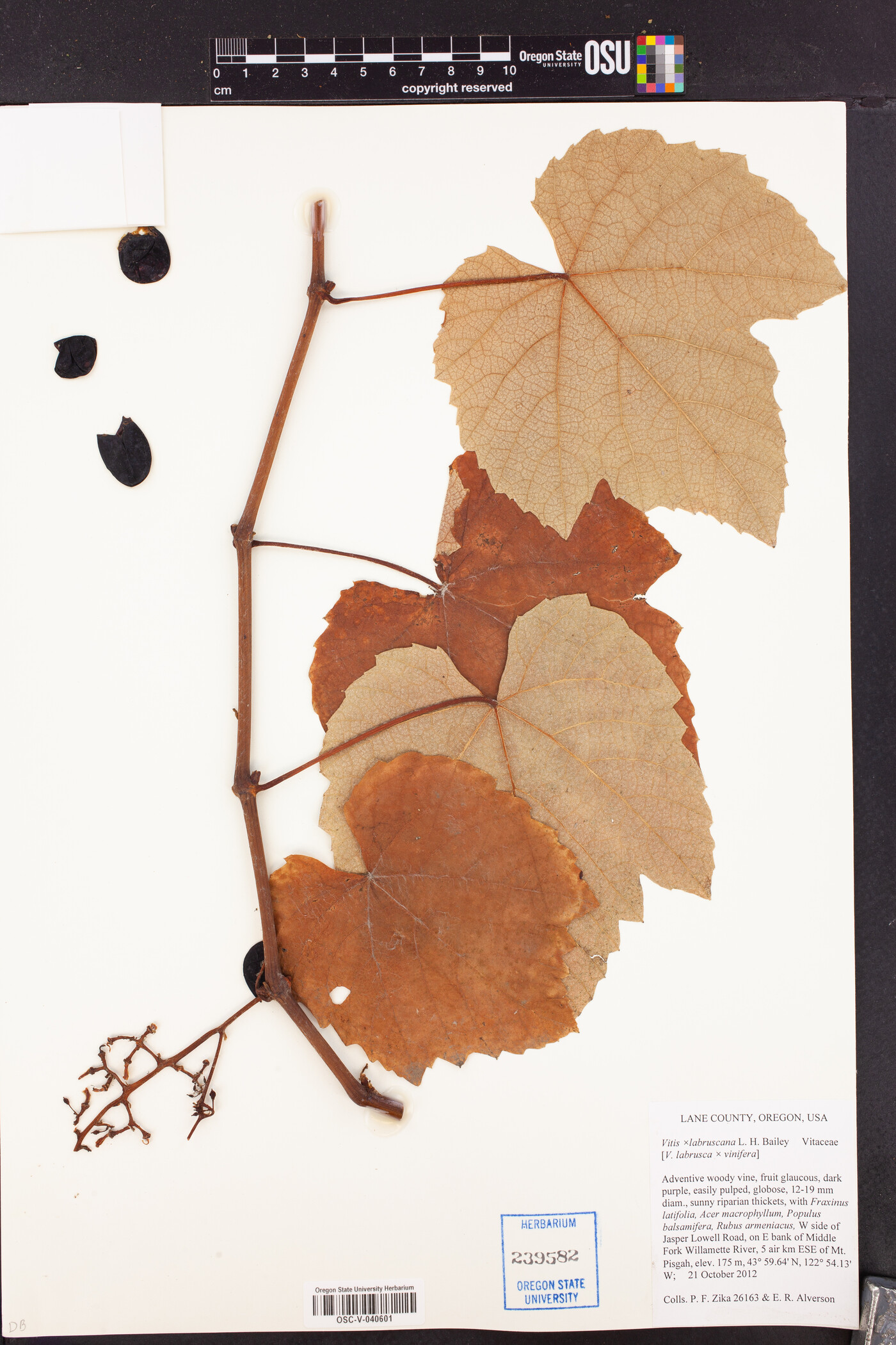 Vitis x labruscana image