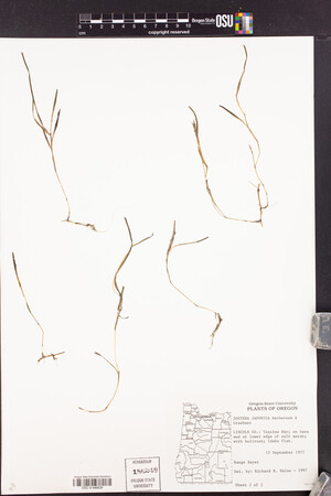 Zostera japonica image